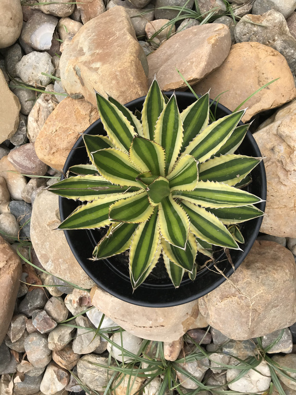 192D3413-0D93-430D-BF48-3704F94287E9