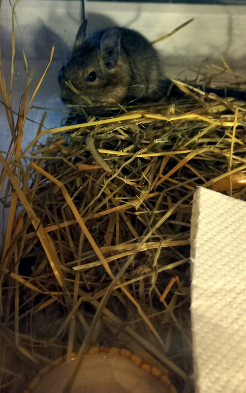 Лістападзік 20211118_150446