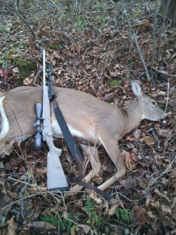 Dead deer 24hourcampfire