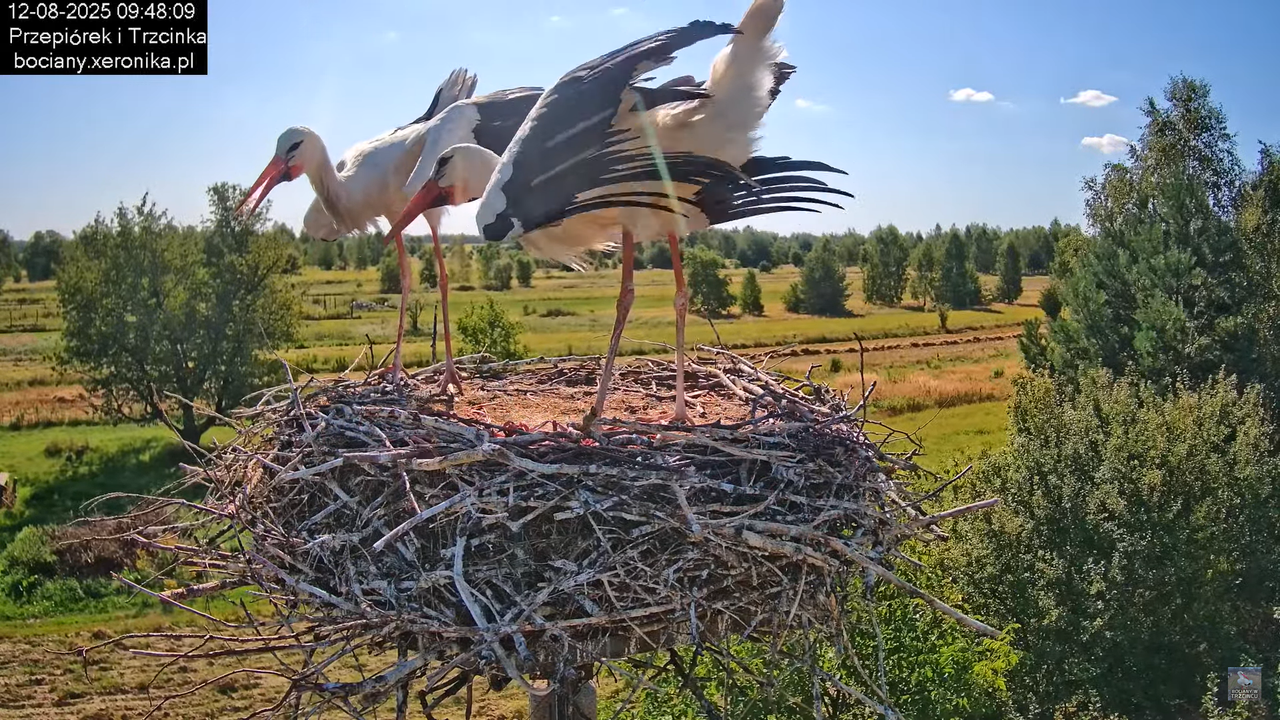 12082025bociany11