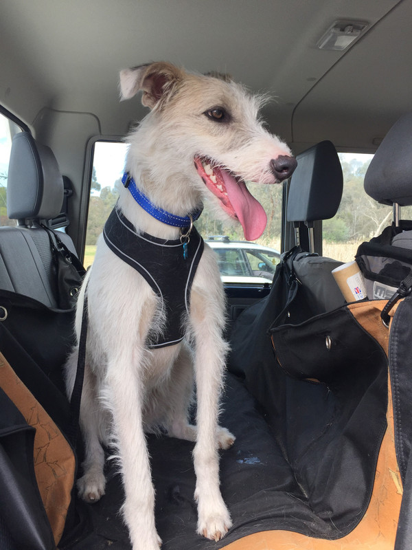 Casper - Stawell 31Oct2018_02