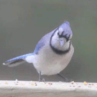 birds-and-bees-av.gif