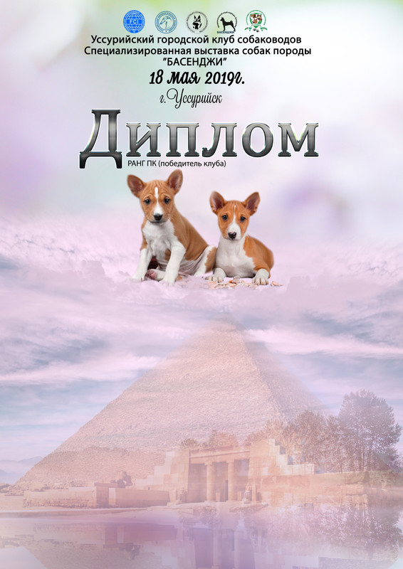 диплом выст басенджи