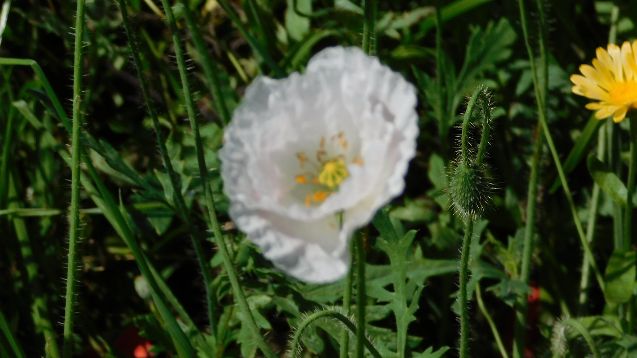 Август дачный кукольный 2023 082