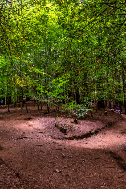 BOSQUE DE SECUOYAS - CARMONA - LA CUEVA DEL SOPLAO - CANTABRIA (3)