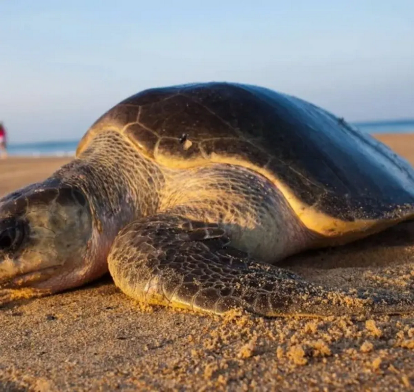 Mueren ocho niños y una mujer tras comer carne de tortuga