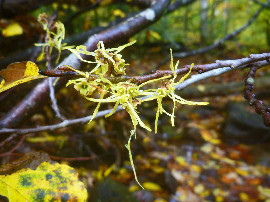 2020-10-13 -- 6 witch hazel