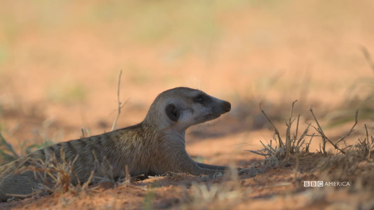 Meerkat-Manor-Rise-of-the-Dynasty-S01-E0