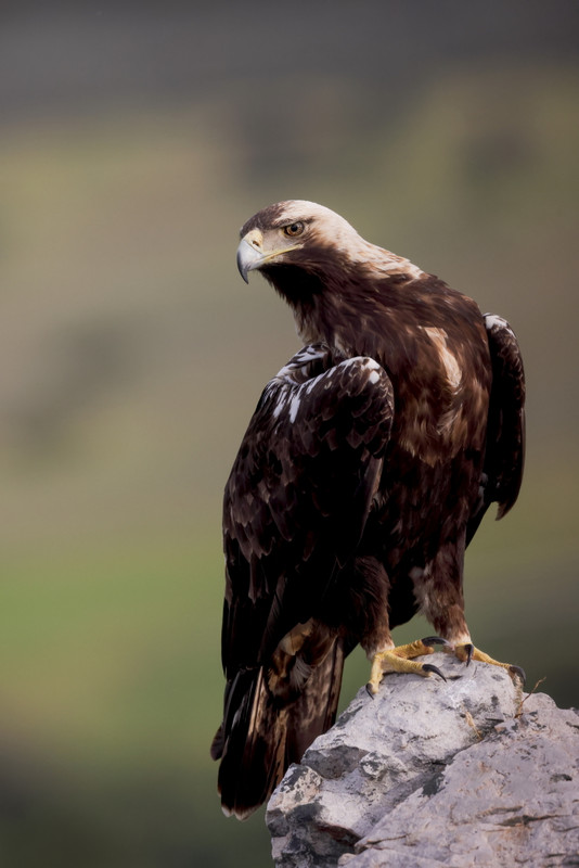 Spaanse Keizerarend, Extremadura, april 2025