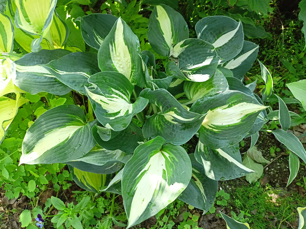 IMG-ffa20e4908aecbfc84fd6d7ea41a06cd-V