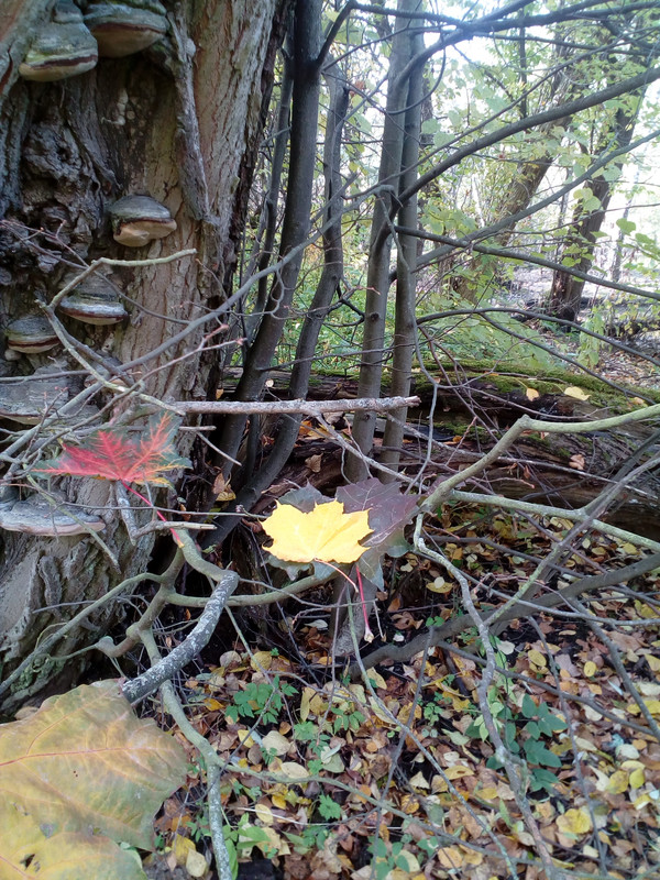 IMG_20171008_134804_7CS