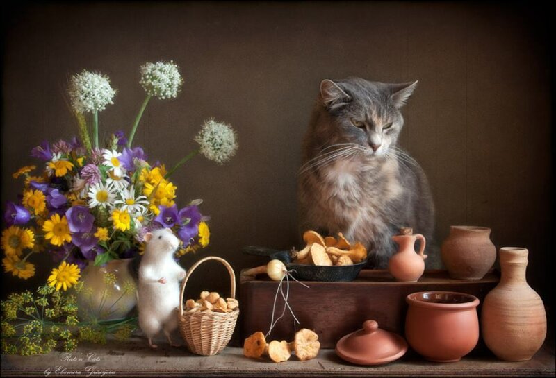 11703389-586369931466474-5297121342903871777-n