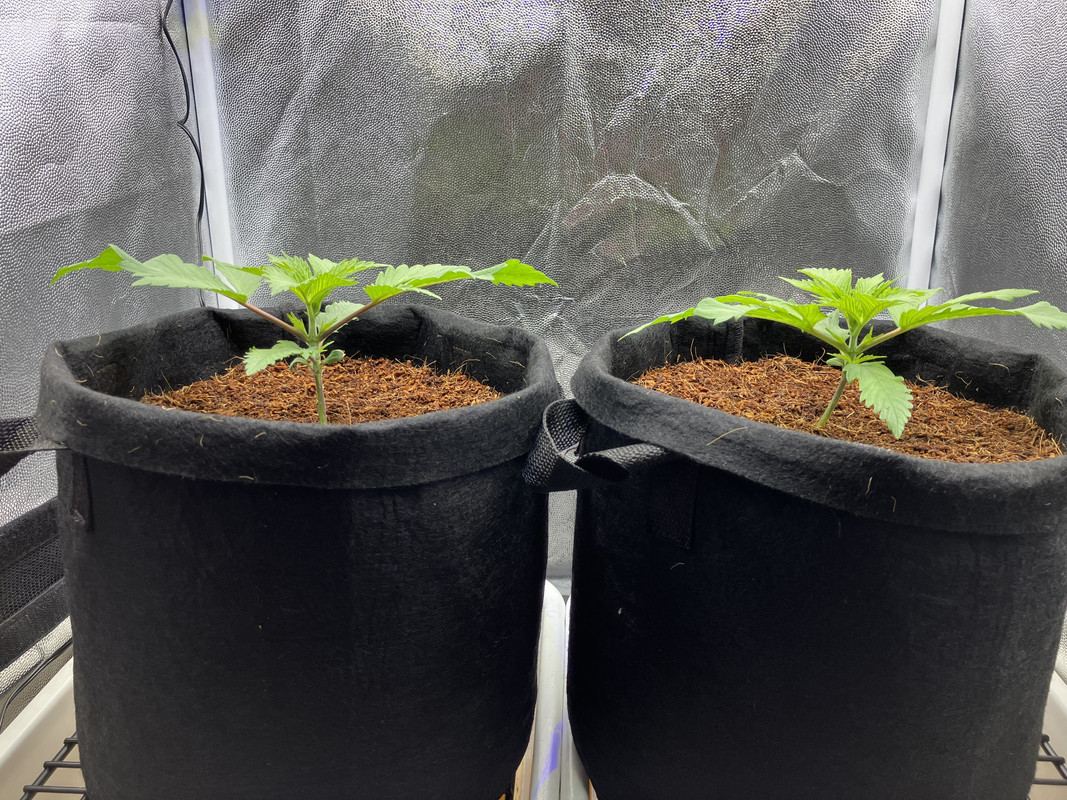 IMG_1269 (marzo 27 2023)