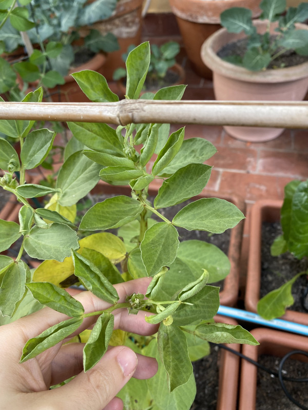 [Imagen: 795-DDA21-C032-4-D6-D-A055-86-CF5553-B9-E8.jpg]