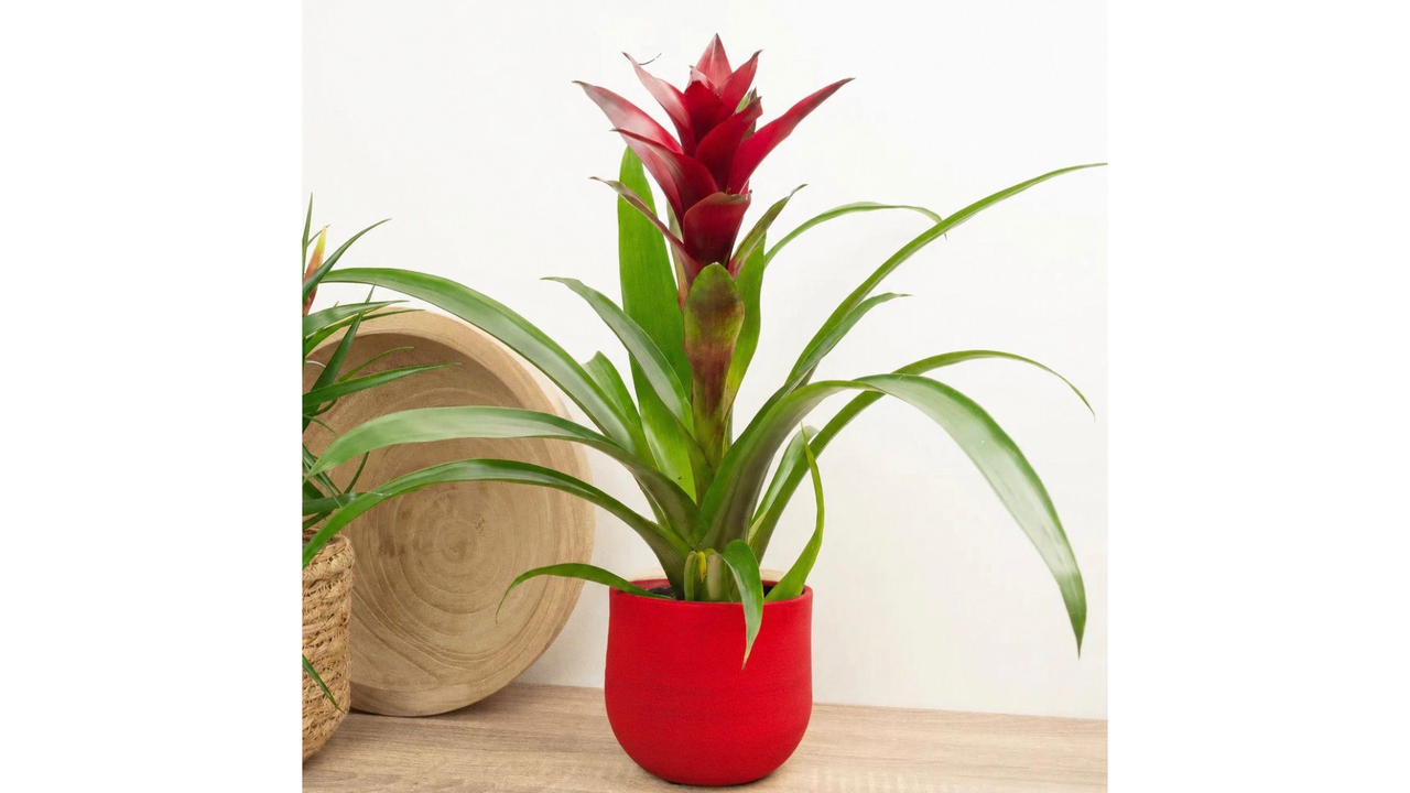 Guzmania Roșu la ghiveci ceramic