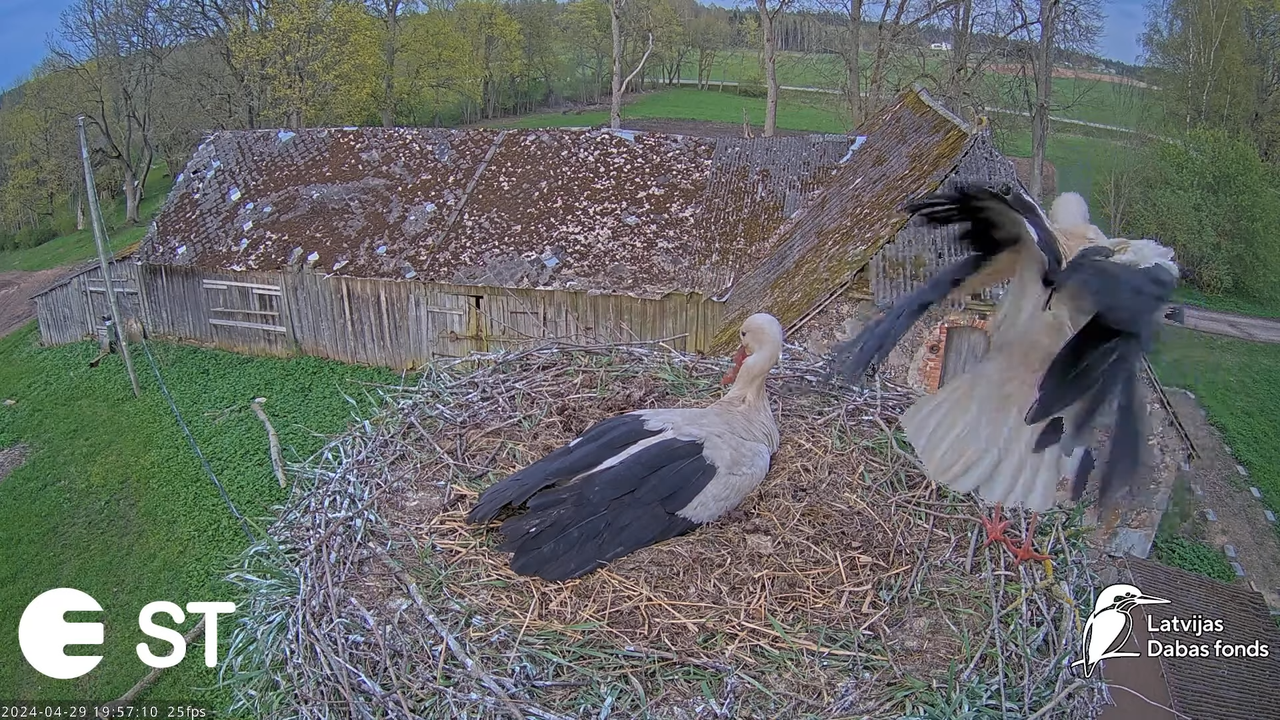 Baltie stārķi (Ciconia ciconia) Tukuma novadā - LDF tiešraide __ White storks in Tukums, Latvia 11-4