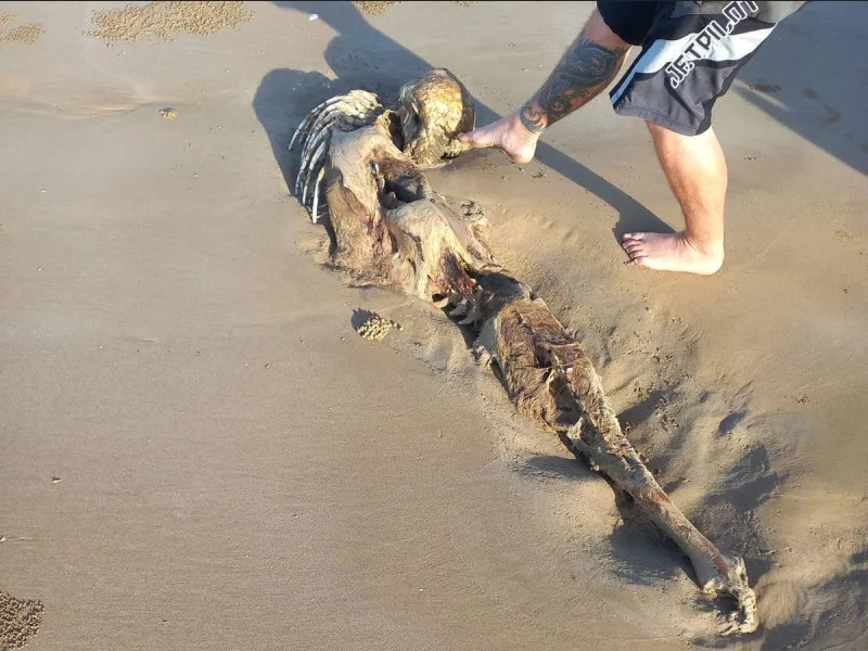 Hallan una misteriosa criatura en el mar ¿será una sirena o un extraterrestre?