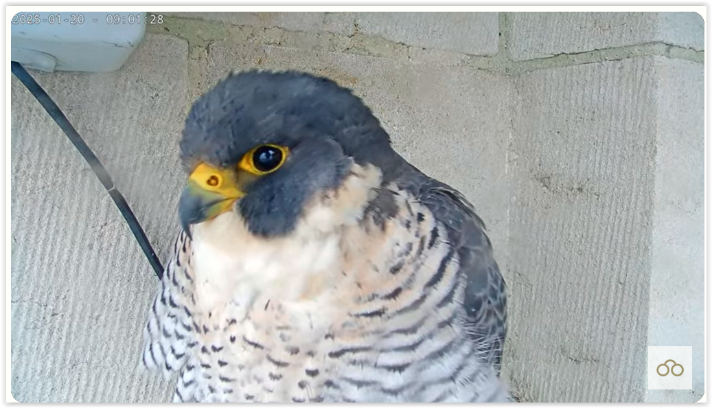 Screen Shot 01-20-25 at 09.13 AM