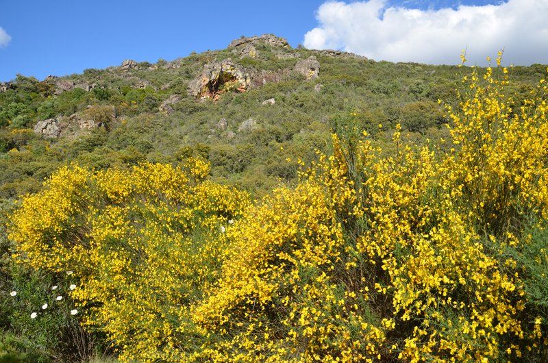 RUTA LA CHORRERA DE HORCAJO-5-5-2015-CIUDAD REAL - Paseando por España-1991/2017 (8)