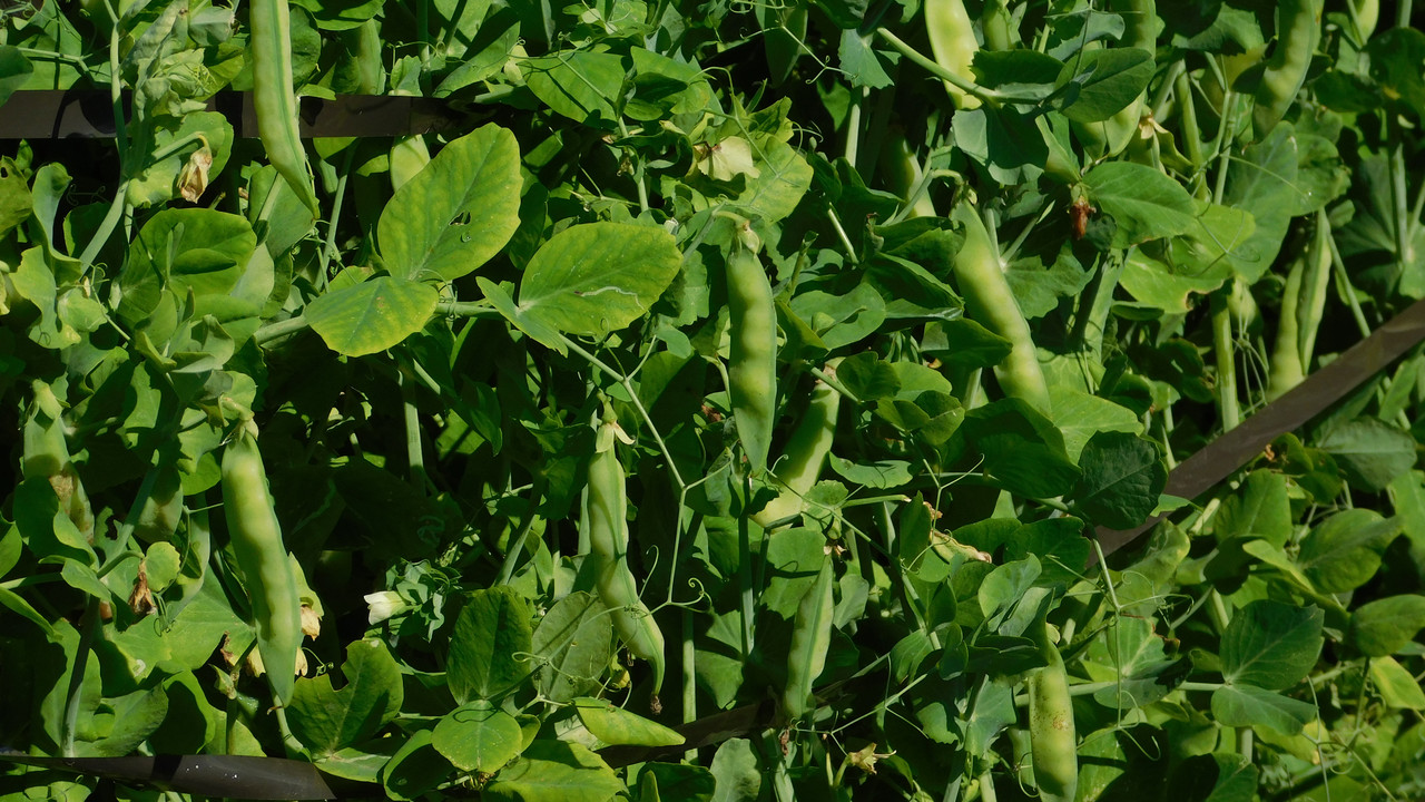 Август дачный кукольный 2023 084