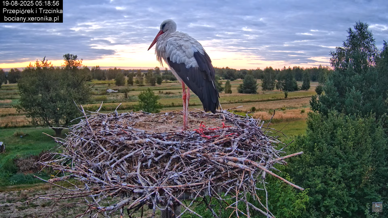 19082025bociany1