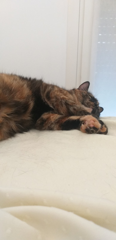 16554490958769078561012545578115