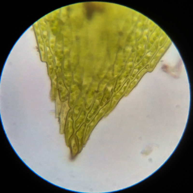 IMG 20250617 115043 HDR