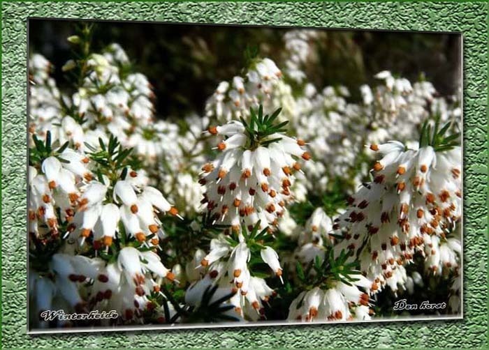 WINTERHEIDE-ERICA-CARNEA