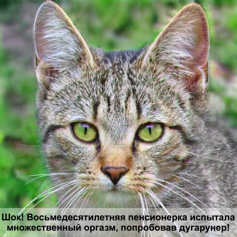 блохи у котов