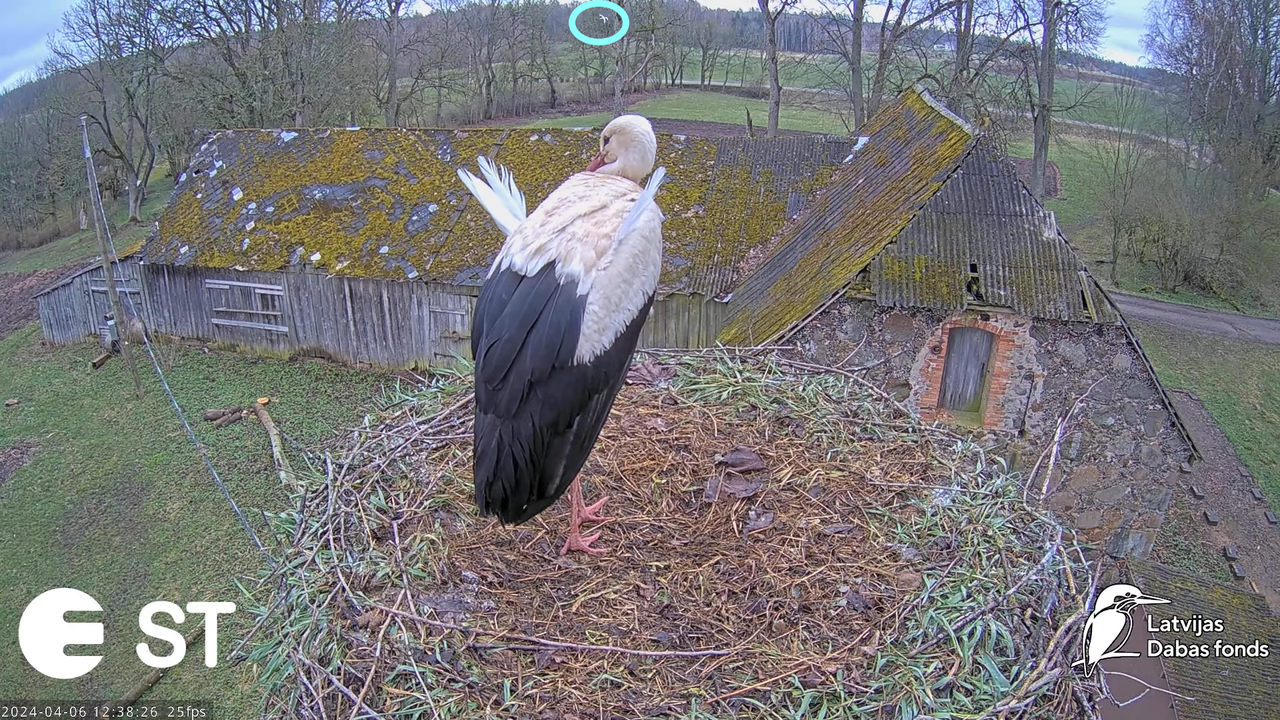 Baltie stārķi (Ciconia ciconia) Tukuma novadā - LDF tiešraide __ White storks in Tukums, Latvia 15-3