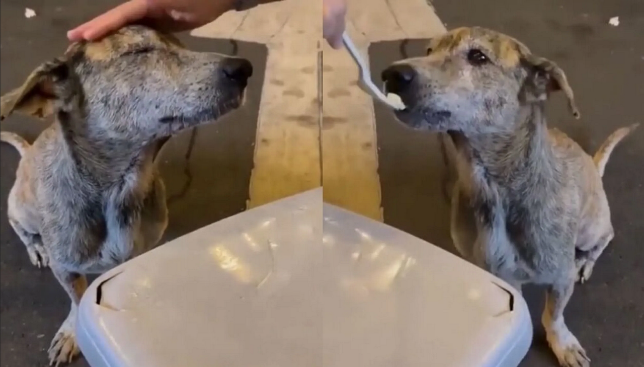 Entre lágrimas perro callejero agradece por la comida y se hace viral en TikTok