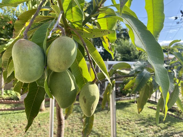 [Image: 1-C9-F1-D9-C-9-BE5-45-E9-8723-6-B72-C155972-B.jpg]