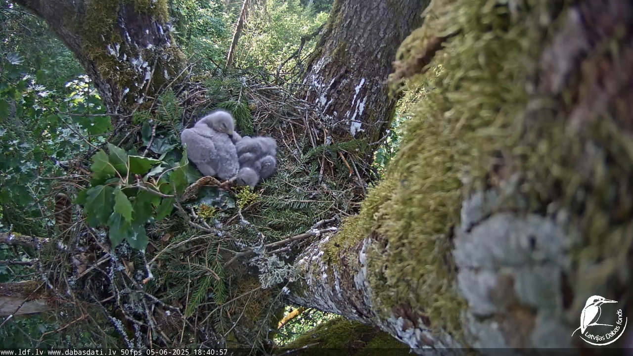 Melnās klijas (Milvus migrans) Kurzemē_ peļu klijāni (Buteo buteo) 15-58-8 screenshot