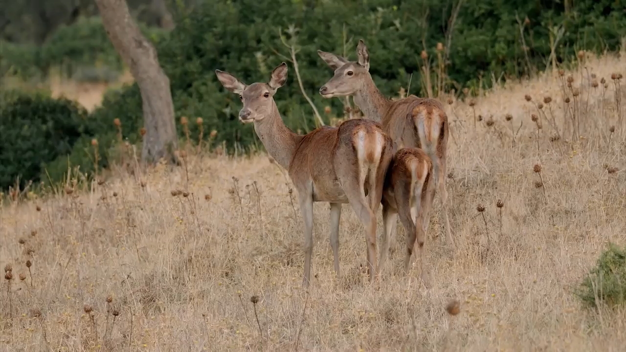 Europe's New Wild (2021) Season 1 [Hindi + Tamil + Telugu + English] WebRip 480p 720p ESub - Complete Screenshot