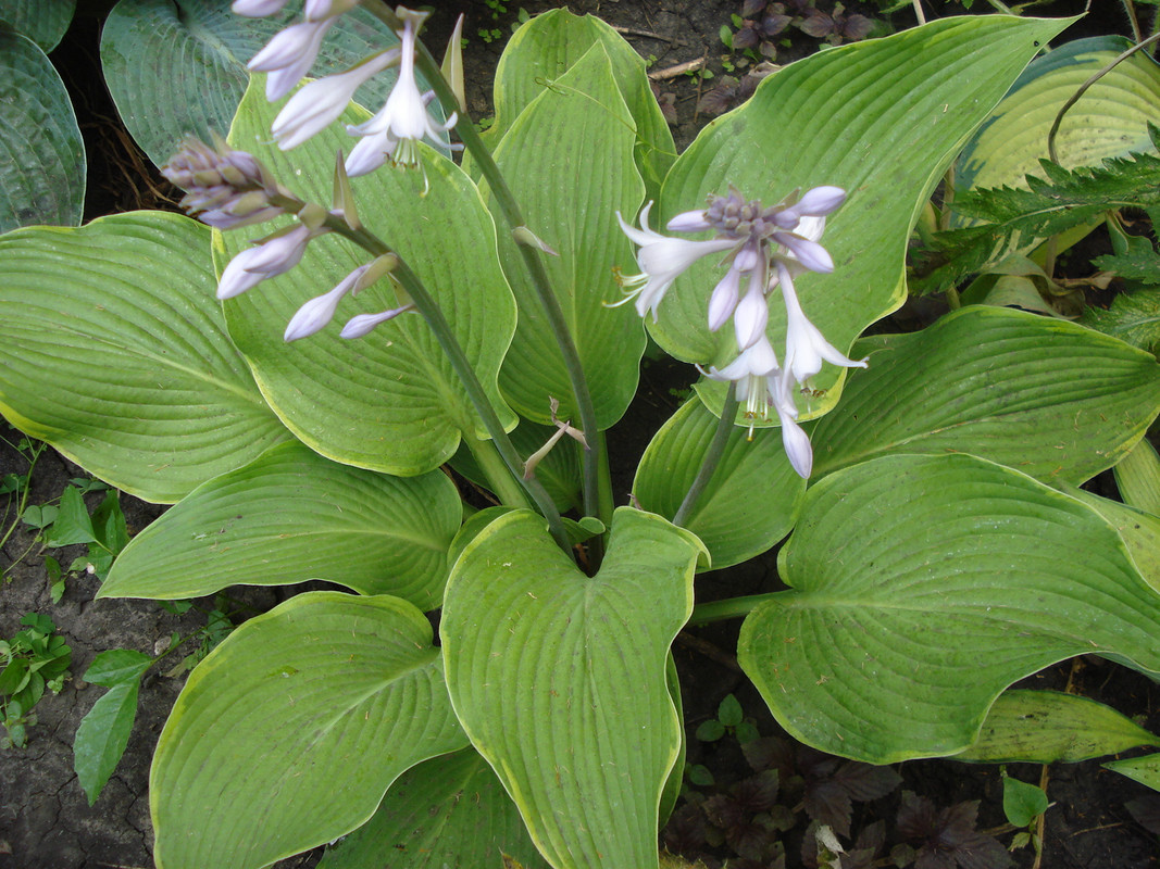 Abba Dabba Do июнь