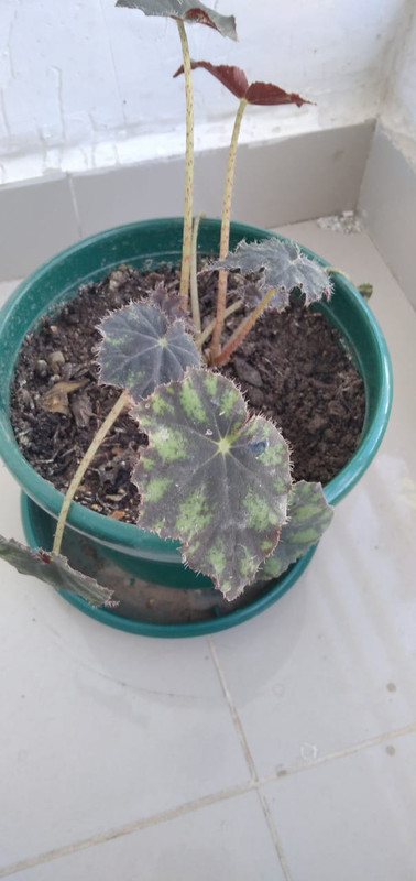 WhatsApp Image 2021-01-10 at 8.20.42 AM (1)