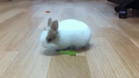 톡기