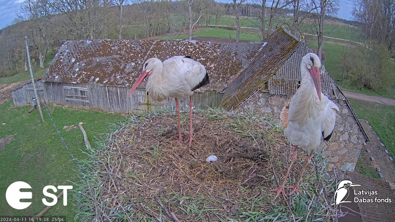 Baltie stārķi (Ciconia ciconia) Tukuma novadā - LDF tiešraide __ White storks in Tukums, Latvia 12-2