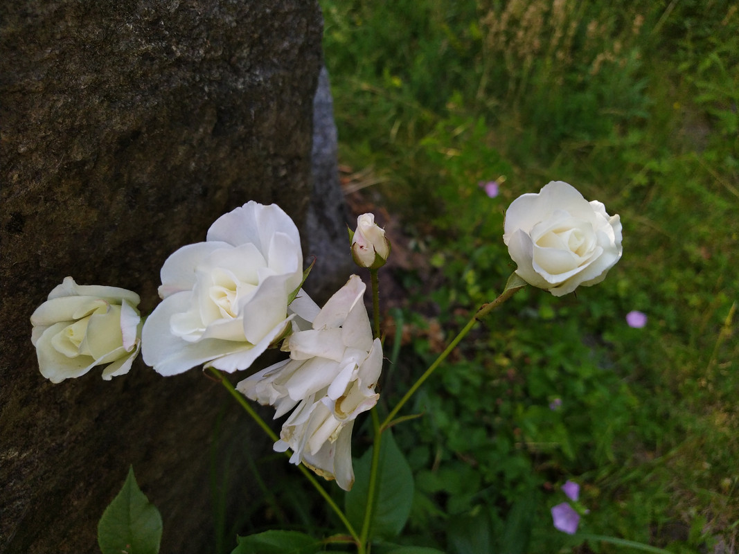 IMG_20210704_170633
