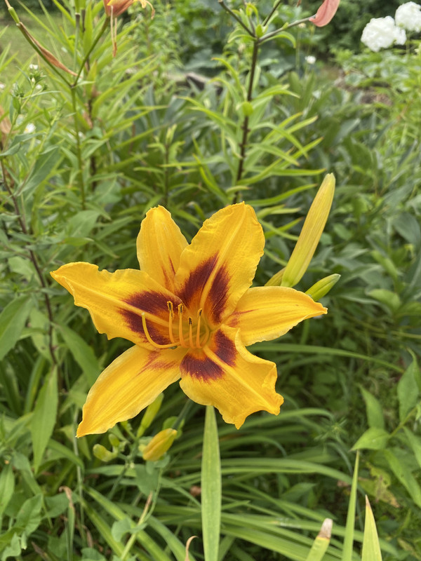 7BA706F6-3E11-4A14-8F51-AE8646923EB3