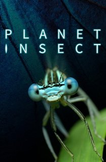 S01-E01-Planet-Insect-Small-Creatures-Big-Lives-1080p-x264-Hun-Sub.jpg