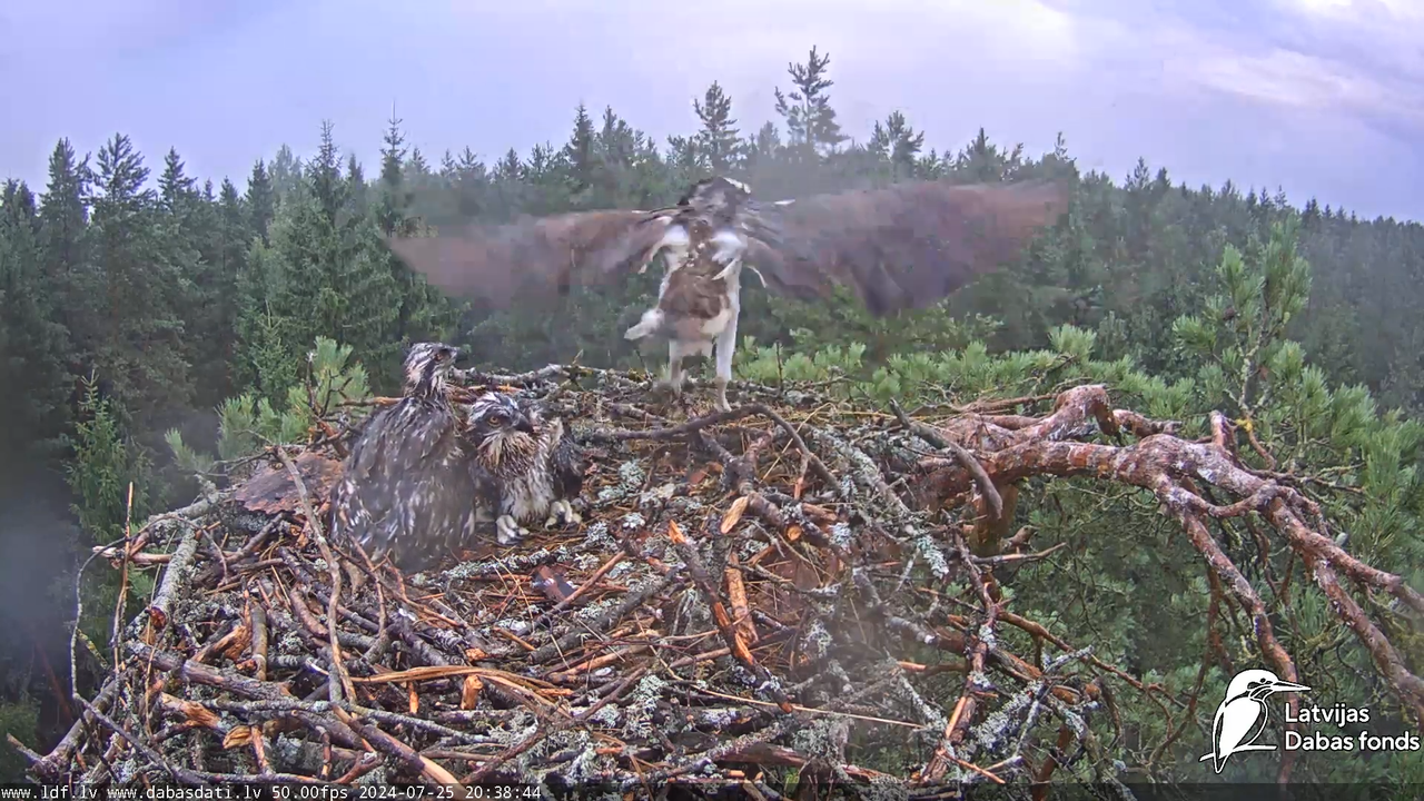 Zivju ērglis (Pandion haliaetus) Kurzemē - LDF tiešraide 15-50-44 screenshot