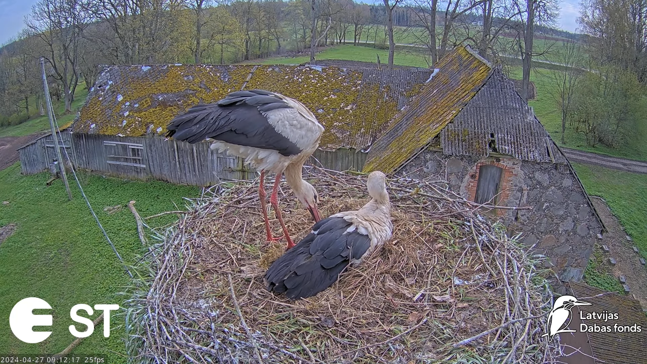 Baltie stārķi (Ciconia ciconia) Tukuma novadā - LDF tiešraide __ White storks in Tukums, Latvia 13-0