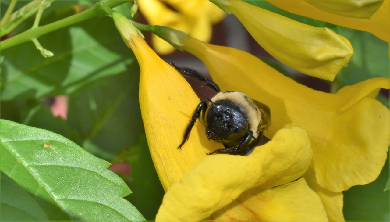 2016 10 29 Black Bee (23)