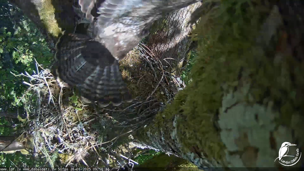 Melnās klijas (Milvus migrans) Kurzemē_ peļu klijāni (Buteo buteo) 13-17-53 screenshot (1)