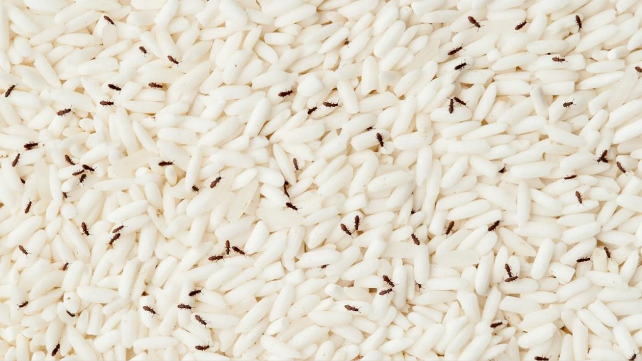 ¿Qué pasa si se come arroz con gorgojos?