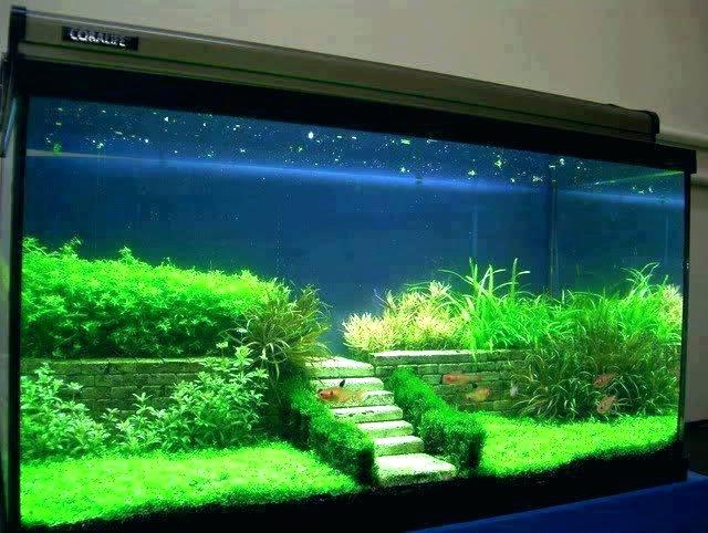 fish-tank-decoration-ideas-fish-tank-decoration-ideas-pour-fish-tank-decoration-ideas-diy