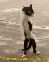 funny-cat-cat.webp