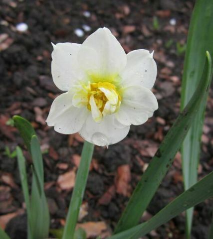 Papillon Blanc
