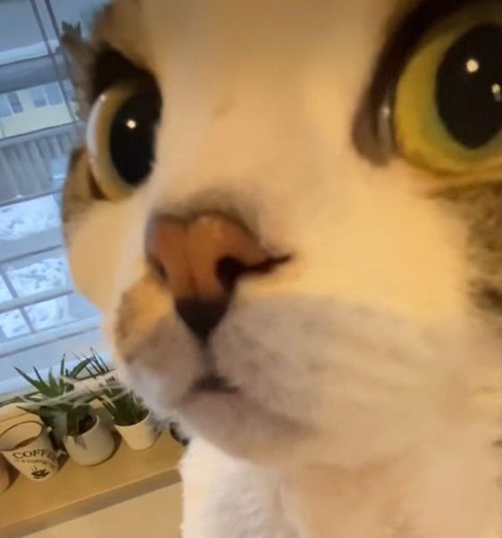 super 0.5 cat